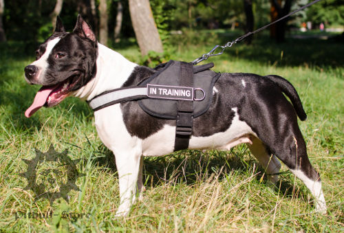 Reflective Dog Harness with Patches for Staffy Control, Nylon
