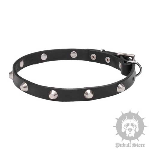 Cosmic Style Thin Dog Collar with Shiny Studs