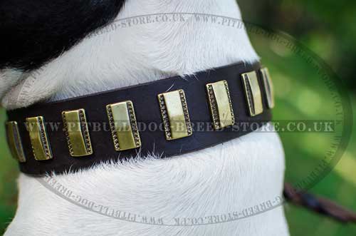 Trendy Dog Collar of Leather with Brass Plates for Amstaff