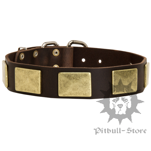 Wide Dog Collar with Massive Brass Plates for Staffy