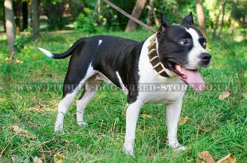 Extra Wide Leather Dog Collar with Brass Spikes for Amstaff