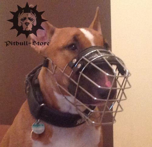 English Bull Terrier Muzzle for Socialising and Walking