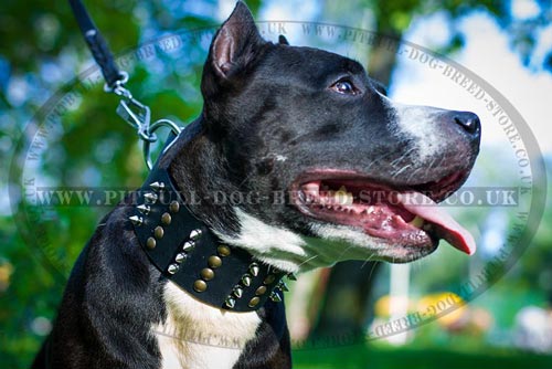 Showy XL Dog Collar with Spikes & Studs