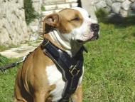 Padded Dog
Harness for Amstaff | Leather Dog Harness,
Luxury