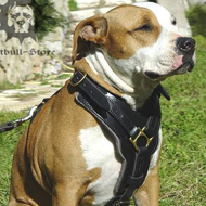Strong Leather Dog Harness UK