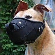 Muzzle for Staffordshire Bull Terrier Dogs, Leather and Nylon