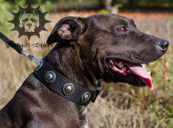 Nylon Collar with Silver Conchos | Bling Dog Collar Nylon Collar with Silver Conchos | Bling Dog Collar