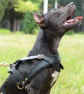 Leather Pitbull Harness for Pulling