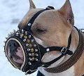 Pitbull Leather Muzzle with Spikes