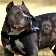 Bestseller! Dog Harness for Pitbull Training Nylon with Patches
