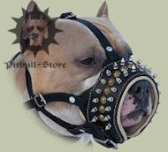 Royal spiked leather dog muzzle for Pitbull