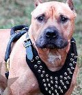 Dog Harness Leather Pitbull