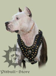 Noble Studded Leather Harness for Staffy