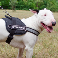 Reflective Dog Harness for Bull Terrier Training and Walking