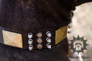 Spiked Dog Collar for Stafford | Studded Dog Collar Spiked Dog Collar for Stafford | Studded Dog Collar
