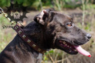 Studded Dog Collar | Staffordshire Leather Dog Collar Studded Dog Collar | Staffordshire Leather Dog Collar