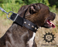 Nylon Dog Collar with Nickel Pyramids | Wide Dog Collar Nylon Dog Collar with Nickel Pyramids | Wide Dog Collar