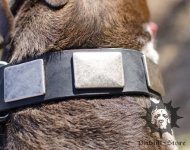 Large Dog Collar with Nickel Plates | Wide Dog Collar, UK Large Dog Collar with Nickel Plates | Wide Dog Collar, UK