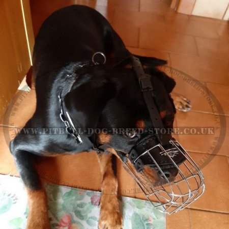 Wire Dog Muzzle for Pitbull and Staffy, Perfectly Ventilated