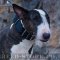 "Gladiator" Extra Large Dog Collar for Bull Terrier