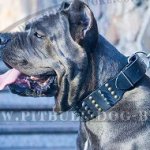 Cane Corso Collar Extra Large Leather with Studs and Spikes
