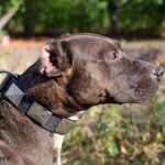 Pitbull Wide Dog Leather Collar With Massive Nickel Plates