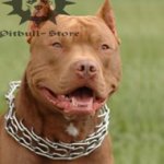 Pitbull Pinch Collar with Small Quick Release Snap Hook, 1/6"