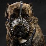 Cane Corso Leather Muzzle Nappa Padded, Royal