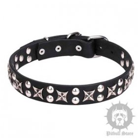 "Daily Chic" Dog Collar with Stars for Staffordshire & Pitbull
