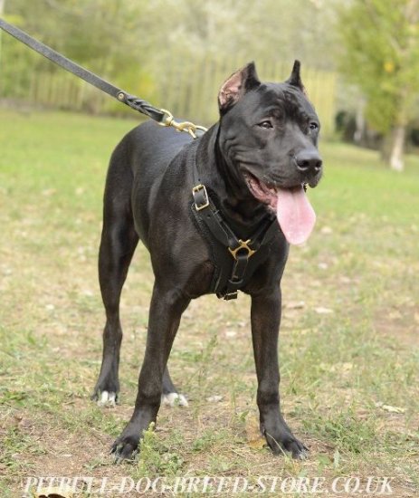 Bestseller! Strong Dog Harness of Padded Leather for Pitbull