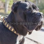 Cane Corso Leather Dog Collar with Brass Plates
