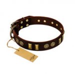 Staffordshire Leather Dog Collar "Golden Elegance" FDT Artisan