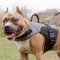 Bestseller! Vest Harness for Pitbull Support and Warming