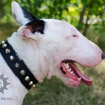 Walking Dog Collar for Bull Terrier, Nylon with Nickel Studs