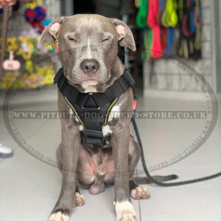 Bestseller! Staffy Harness of Strong Nylon with Padded Chest