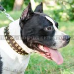 Handmade Leather Dog Collar with Brass Studs for Amstaff