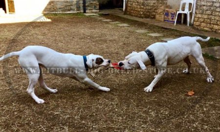 Amstaff Training Jute Bite Tug for Young Dogs