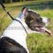 Effective Rolled Leather Dog Collar for Pitbull & Staffy