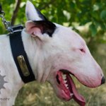 Leather Dog Collar with ID Tag for Bull Terrier Walking