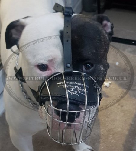 Bestseller! Wire Dog Muzzle for English Staffy, Basket Design