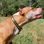 Fashion Collar With Brass Plates for Pitbull, Natural Leather