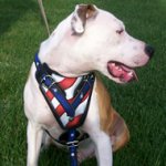 Pitbull Harness with Handle of Leather "Stars and Stripes"