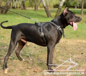 Pitbull Leather Dog Harness for Agitation Training