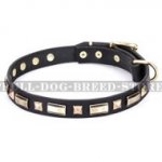 Dog Collar for American Staffy "Golden Elegance" FDT Artisan