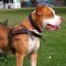 Pitbull Leather Dog Harness UK, International Shipping