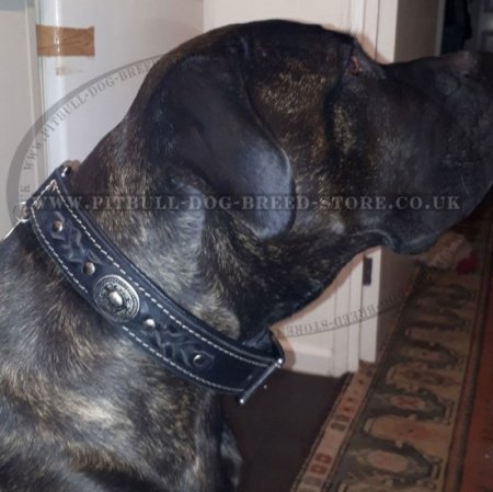 New Padded Stylish Dog Collar of Chic Design