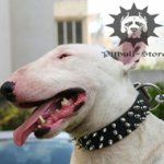 Bull Terrier Dog Collar of Leather with Spikes in Three Rows