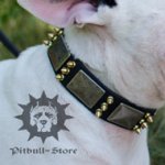 Cool Dog Collar Leather with Spikes & Plates for Bull Terrier