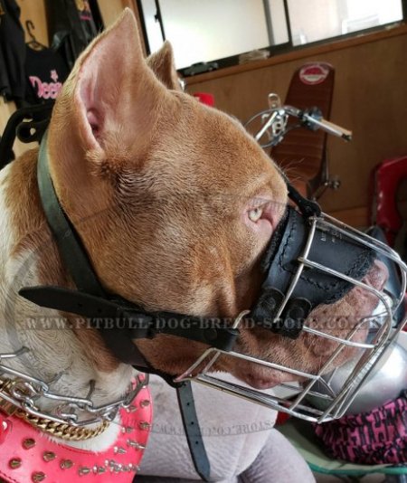 Wire Dog Muzzle for Pitbull and Staffy, Perfectly Ventilated