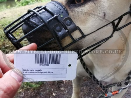 Bestseller! Antifreeze Staffy Wire Muzzle Covered with Rubber